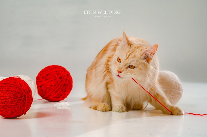 寵物寫真,寵物攝影,寵物照,毛孩照,紀念照